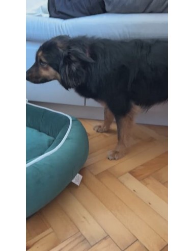 Hundebett DEEP GREEN M 65X95 CM